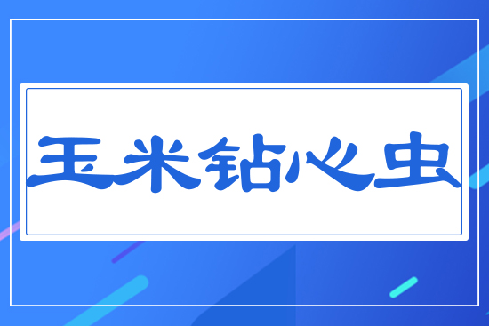 玉米鉆心蟲