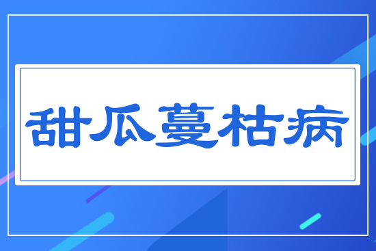甜瓜蔓枯病