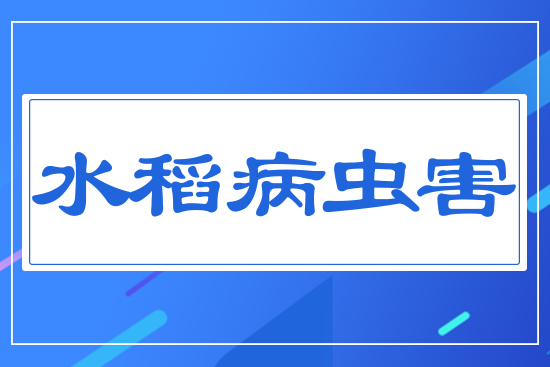 水稻病蟲害