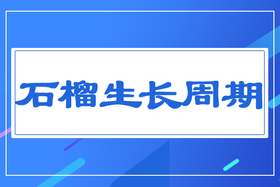 石榴生長周期