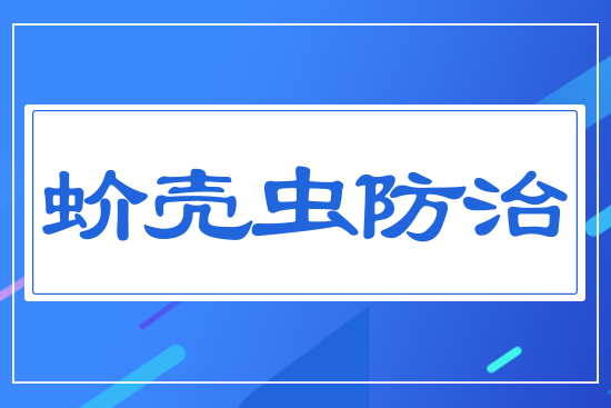 蚧殼蟲