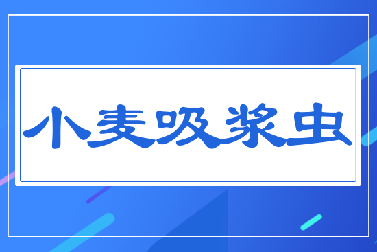 小麥吸漿蟲