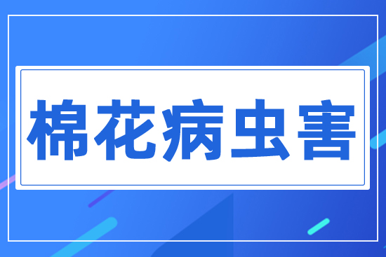 棉花重大病蟲害