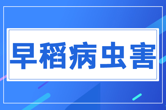 早稻病蟲害